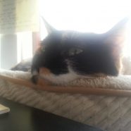 Meet Sparkles
